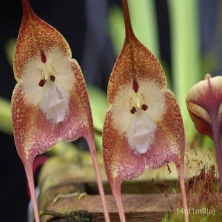 READY STOCK 10pcs Monkey Face Orchid Flower Seed Balcony Living Room Office Garden Home Decor Easy Grow Plant鲜花/头饰/苹果/母婴