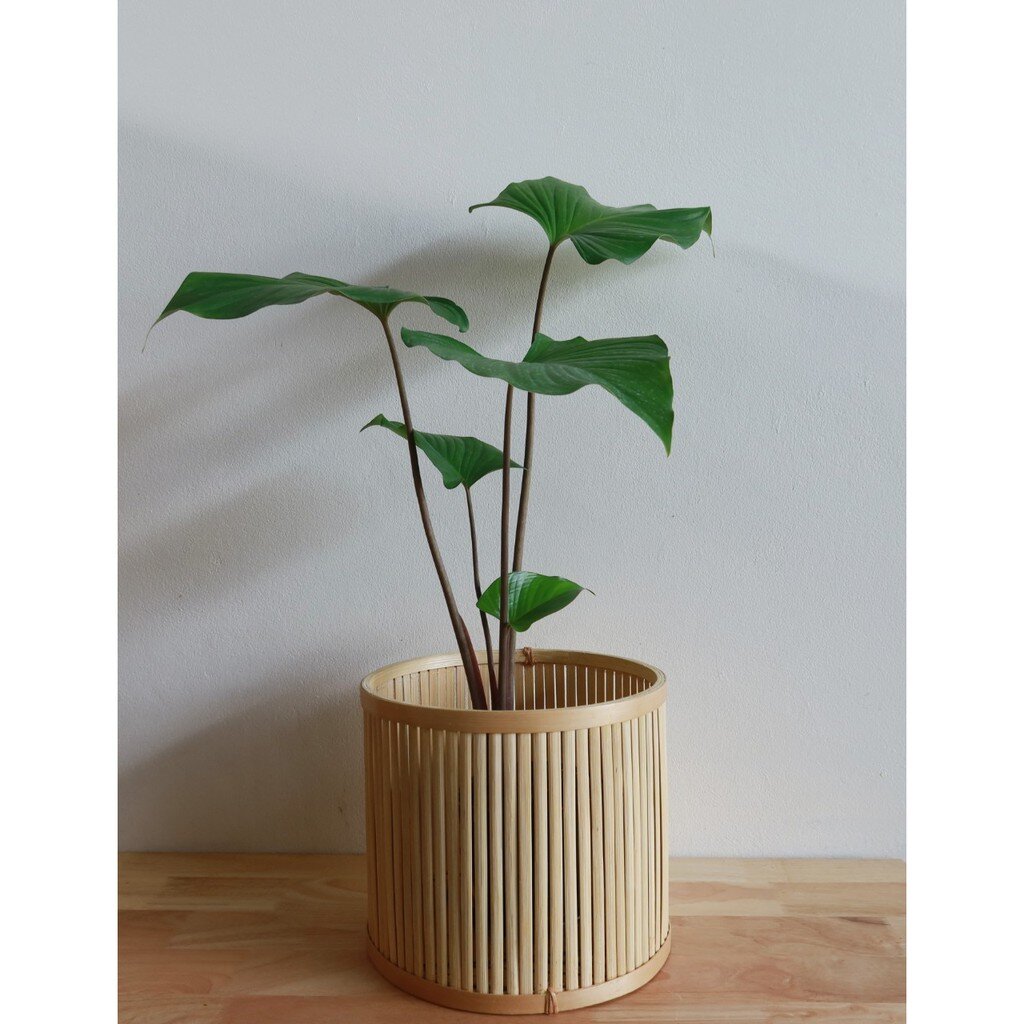 ตะกร้าไม้ไผ่ ขนาด 10-12นิ้ว (ไม่รวมต้นไม้)