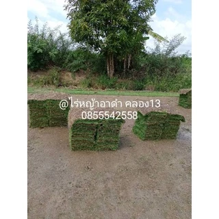 หญ้านวลน้อยแท้ 1 แผ่น หญ้าปูสนามจริง ทนแดด ทนการเหยียบย่ำ ตัดสดใหม่จากไร่ทุกวัน พร้อมส่ง