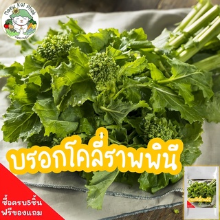 เมล็ดพันธุ์ บรอกโคลี่ ราพพินี (Rapini Broccoli) Seed 300 เมล็ด เมล็ดพันธุ์แท้ นำเข้าจากต่างประเทศ ปลูกผักสวนครัว เมล็ดพันธุ์ผัก ปลูกง่าย โตไว ขายดีพร้อมส่ง