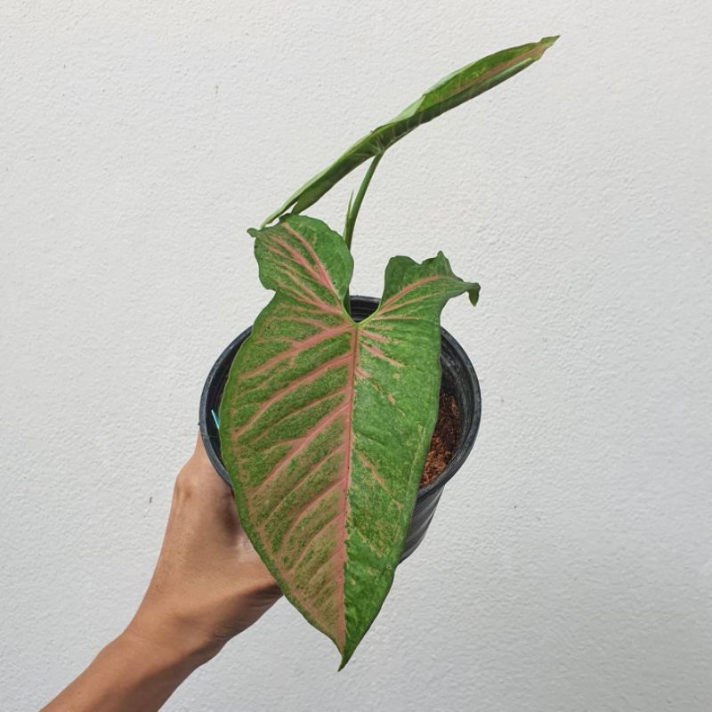 Syngonium pink spott - burlack - ThaiPick