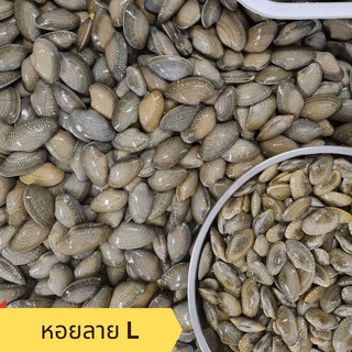 พร้อมส่ง! หอยลายไซส์ L / Heng Heng Seafood