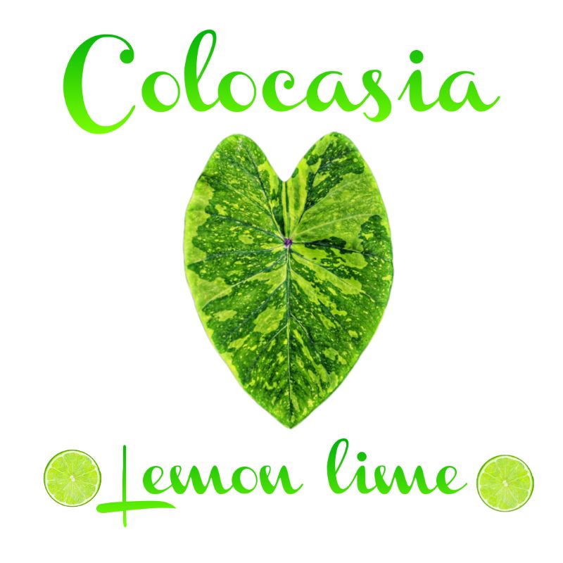 บอนเลม่อน ไลม์ ( Colocasia Lemon lime ) โคโลคาเซีย เลม่อนไลม์