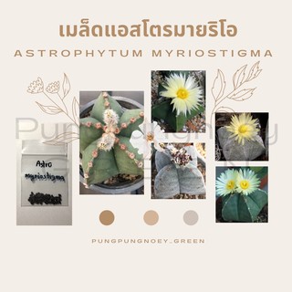 เมล็ดกระบองเพชร เมล็ดแคคตัส เมล็ด Astrophytum myriostigma 50 เมล็ด