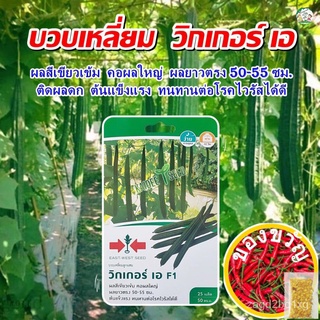 เมล็ดอวบอ้วน100%เมล็ดบวบเหลี่ยม วิกเกอร์เอ F1 ปริมาณ25เมล็ด เมล็ดพันธุ์บวบเหลี่ยม เมล็ดพันธุ์ผัก เมล็ดผักสวนครัว ตราศรแด