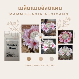 เมล็ดกระบองเพชร เมล็ดแคคตัส  เมล็ด Mammillaria albicans 20 เมล็ด