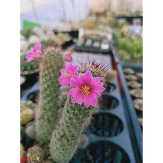 Mammillaria แมมมิลลาเรีย  หนามตะขอแดง หนามแหลมตรง  ดอกชมพู