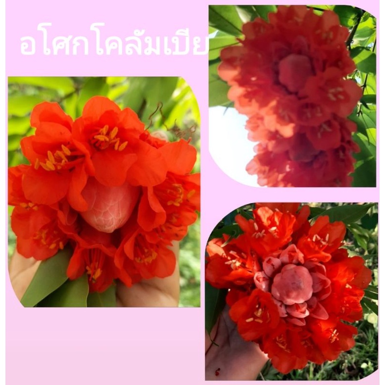 อโศกโคลัมเบียเป็นไม้ยืนต้นให้ร่มเงาดอกสวยสีสดสะดุดตาออกดอกตลอดปี ต้นที่ขายแตกพุ่มแล้ว