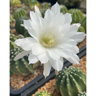 อิชินอปซิส echinopsis ไม้หน่อ/ไม้เมล็ด มีรากแล้ว