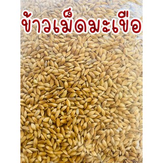 ข้าวเม็ดมะเขือ ข้าวเม็ดสั้น ข้าวเปลือกเม็ดมะเขือ Small Rice Seeds ข้าวเปลือกขนาดจิ๋ว ธัญพืช อาหารสำหรับนกหรือไก่.