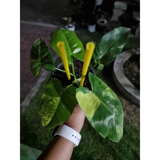 Philodendron burle maxii ด่าง🌱2 ใบด่าง