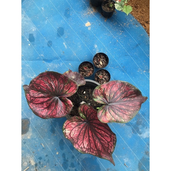 บอนสีราชินีแห่งใบไม้ ธิดาสวรรค์บอนเก่า