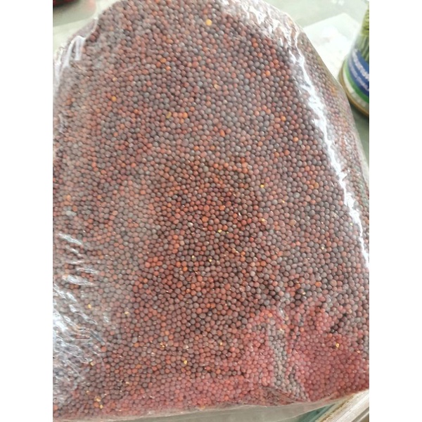 เมล็ดผักกาดเขียว ผักกาดสร้อย ผักกาดหิ่น แบ่งขาย ครึ่งกิโล (500 กรัม)