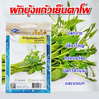 เมล็ดผักบุ้งแก้ว เย็นตาโพ (ผักบุ้งไทย) CONVOLVULUS เมล็ดผักบุ้ง เมล็ดพันธุ์ผักบุ้งแก้ว  เมล็ดผักบุ้งไทย ตราเจียไต๋