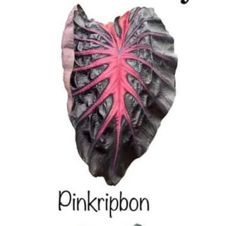 พิ้งค์ลิปบอน Colocasia Hybrid Pink Ribbon พิ้งค์ริปบอน