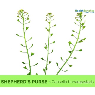 202.Shepherds Purse/จานSeeds SetA Free Postal Mail 200x2Pcs SetB Standard Mail 200Pcs From SGบ้านและสวน/เสื้อ/ดอกทานตะว