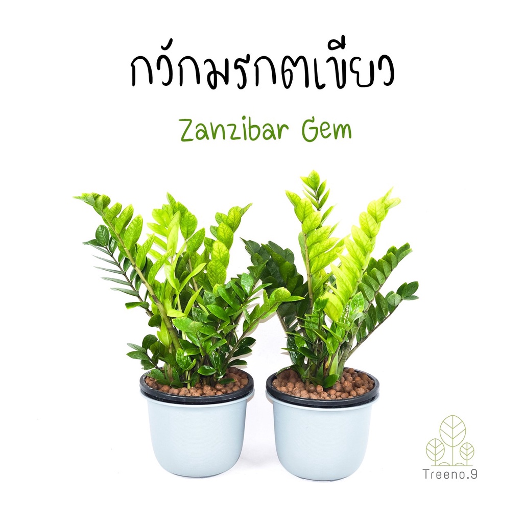 Treeno.9 กวักมรกตเขียว กระถางดำ 11 นิ้ว Zanzibar Gem ต้นไม้มงคล พุ่มใหญ่ กอแน่น ต้นไม้ฟอกอากาศ ต้นไม้ในบ้าน ไม้ประดับ