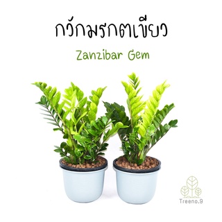 Treeno.9 T3 กวักมรกตเขียว ต้นใหญ่ (Zanzibar Gem) กระถาง 10 นิ้ว สูง 80-90 cm. ต้นไม้มงคล พุ่มใหญ่ กอแน่น ช่วยฟอกอากาศ ปลูกในบ้านได้