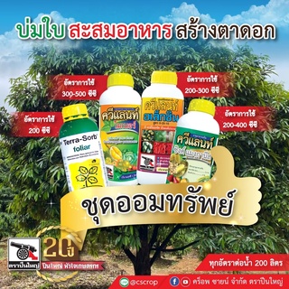 ชุดออมทรัพย์ บ่มใบ หยุดยอด เทอราซอร์บ 1 ลิตร ควีแลนท์ไมเนอร์ 1 ลิตร ควีแลนท์อเล็กซิน 1 ลิตร ควีแลนท์ซิงค์แมงกานีส 1 ลิตร
