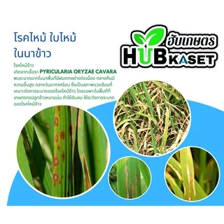 บีม75 100กรัม (ไตรไซคลาโซล) ป้องกันโรคไหม้ในนาข้าว