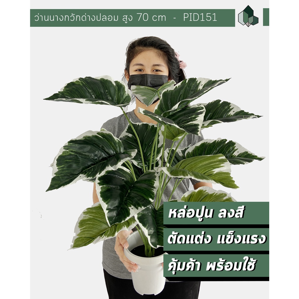 ต้นไม้มงคลปลอม ต้นไม้มงคล ว่านนางกวักด่างปลอม สูง 70 CM กระถางสีขาว พร้อมส่ง [ออกใบกำกับภาษีได้ ]