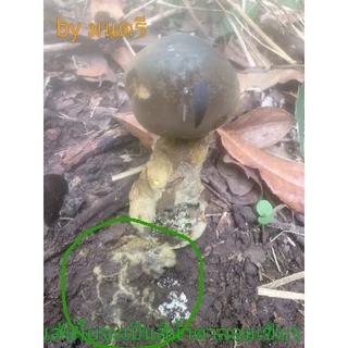 เชื้อเห็ดตับเต่า(เส้นใยบริสุทธิ์)