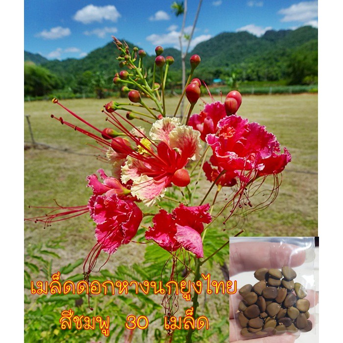 เมล็ดดอกหางนกยูงไทย จำพอ ซำพอ จัดเป็นไม้พุ่ม มีความสูงของต้นประมาณ 1-2.5 เมตร สีชมพู 30 เมล็ด