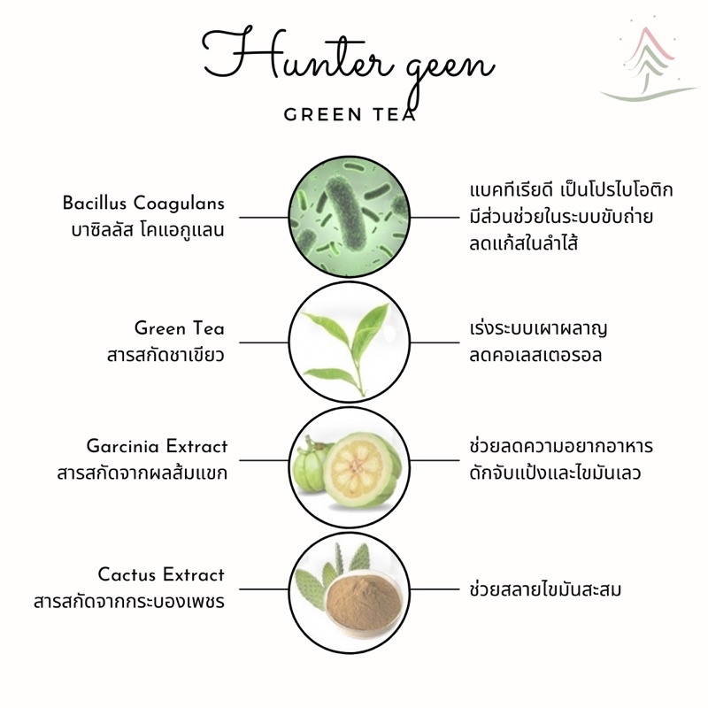 Hunter Geen แคปซ ลชาเข ยวเอวบาง ว ตม นปร บพฤต กรรมการทาน สารสก ด