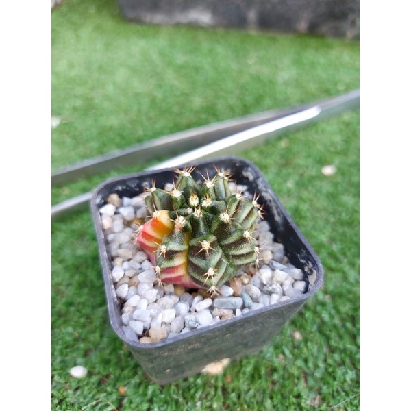 🌵(G13)ยิมโนด่าง เเคสตัสสีสวย🌵