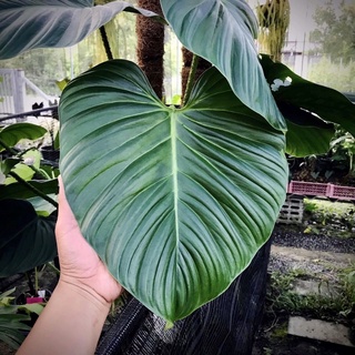 Philodendron(Nangaritense)🍀ไม้ใบหายาก🍀