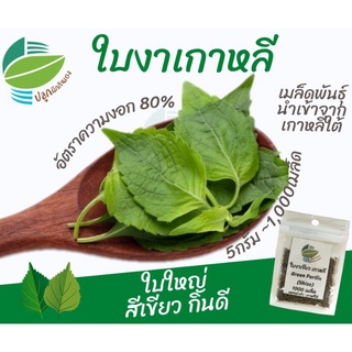 เมล็ดพันธุ์ ใบงาเกาหลี (Shiso)