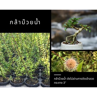 กล้าบ๊วยน้ำ 🌱 บอนไซ ยังไม่ผ่านการดัดเข้าลวด กระถาง 3” นิ้ว บอนไซจิ๋ว ลูกค้าสามารถนำไปเข้าลวดด้วยตัวเอง