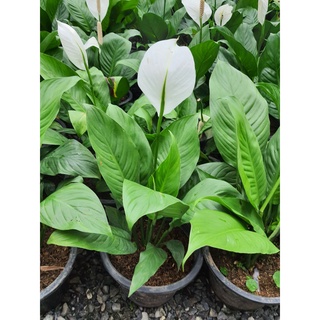 เดหลี (Peace lily)ดอกสีขาว สูง 60 ซม. ในกระถาง10นิ้ว ช่วยดูดอากาศพิษ คายความชื้น กรองฝุ่นละออง