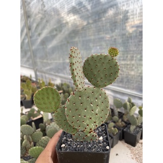 โอพันเทียรูฟิด้า(Opuntia Rufida)ต้นแน่นๆสวยๆจัดส่งทั้งกระถางนะคะ