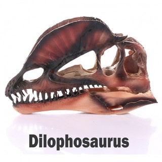 Model โมเดล หัวกะโหลก Dilophosaurus ไดโลโฟซอรัส ไดโนเสาร์ Dinosaur วัสดุ Resin เรซิ่นเกรดสูง