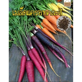 เมล็ดพันธุ์ แครอทคละสี 50 เมล็ด (Rainbow Mixed Carrot Seed)เมล็ดพันธุ์แท้นำเข้า