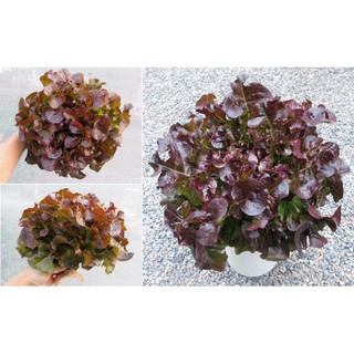 เรดโอ๊ต Red Oak (แบบเคลือบ ซองละ 500 เมล็ด)