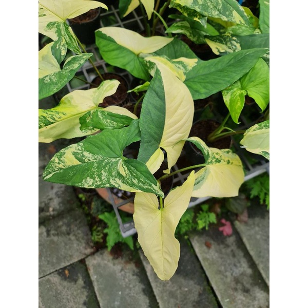 เงินไหลมาด่างเหลือง💛💛 syngonium yellow variegated aurea variegata