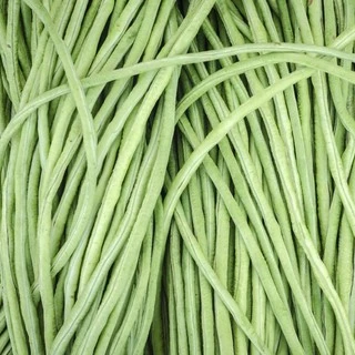 เมล็ดพันธุ์ ถั่วฝักยาว โอเรียนทอล (Oriental Yard Long Bean Seed) บรรจุ 20 เมล็ด คุณภาพดี ของแท้ 100%