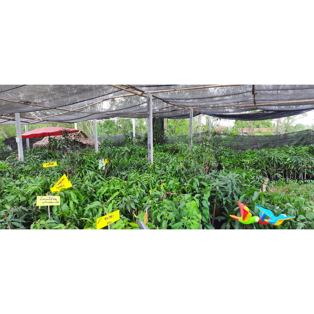 ต้นมะม่วงขายตึก (มะม่วงพันธุ์โบราณของแปดริ้ว) - รูปที่ 5