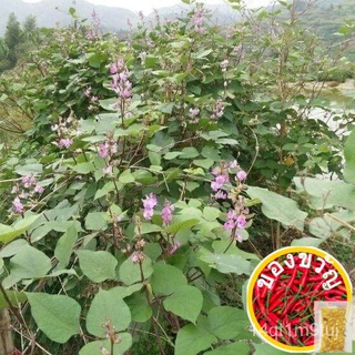 Benih Lentil Hijau (10เมล็ด)/สีเขียว眉豆เมล็ด/สีเขียว Eyebrow Bean Seedsed เมล็ด OPJP