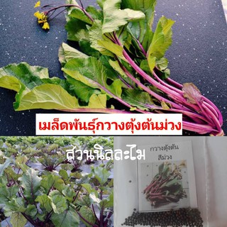 เมล็ดพันธุ์กวางตุ้งต้นม่วง200+เมล็ด25บาท(,มีเก็บเงินปลายทาง)