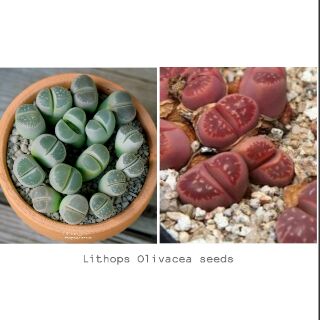 Lithops olivacea 30seeds