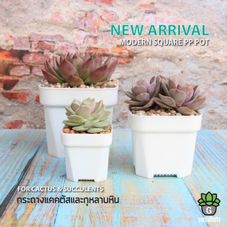 กระถางพลาสติกสีขาวขุ่น 3 ขนาด Succulent and Cactus Plants Flower Modern Square White Pot Home Desk Garden Decor 3 Sizes