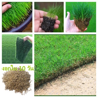 โปรโมชั่น 200 ชิ้น/ถุง lawn grass seed ดอกไม้ เมล็ดพันธุ์ เมล็ด เมล็ดพันธุ์ดอก เมล็ดดอกไม้ ต้นบอนสี ต้นไม้ฟอกอากาศ บอนสี