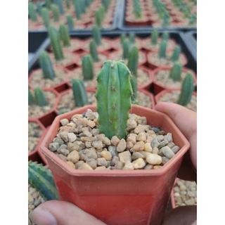 ตอ-บลู Myrtillocactus geometrizans (Mart.) Console 🌵💙🌵💙🌵