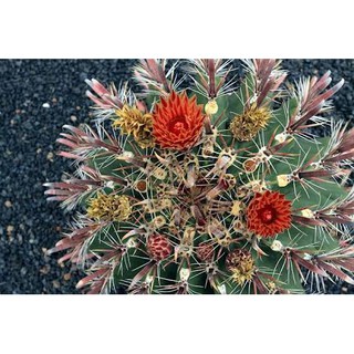 Ferocactus townsendianus (10 seeds)