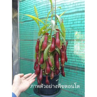 หม้อข้าวหม้อแกงลิงลูกผสม mirabilis x gracilis red