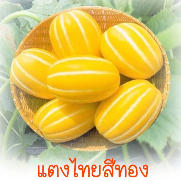 แตงไทยสีทอง ถูกที่สุด10บ. เมล็ดพันธุ์แตงไทยยาวสีทอง 10 เมล็ด ปลูกง่าย หวานอร่อย