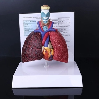 โมเดลหุ่นอนาโตมี่ Human-Sized Human Lung Model Anatomy Respiratory System Anatomy Shows Teaching Tools for School Scient